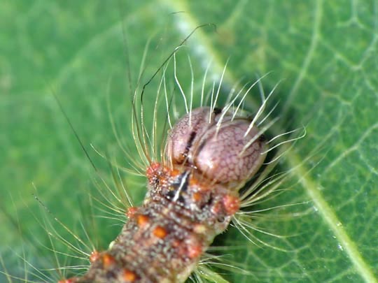 Acronicta megacephala, Großkopf-Rindeneule