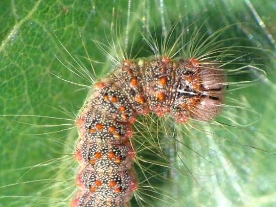 Acronicta megacephala, Großkopf-Rindeneule