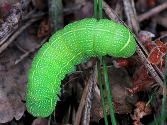 Orthosia cerasi, Rundflügel-Kätzcheneule