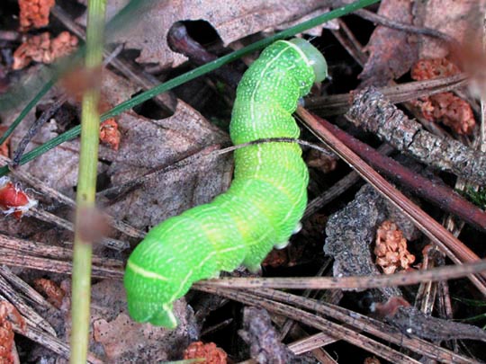 Orthosia cerasi, Rundflügel-Kätzcheneule