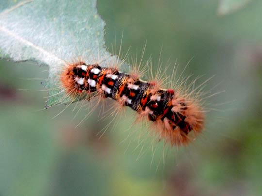 Acronicta rumicis, Ampfer-Rindeneule