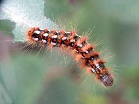 Acronicta rumicis, Ampfer-Rindeneule