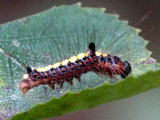 Acronicta psi, Pfeileule