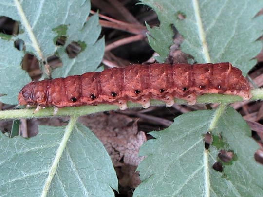 Noctua fimbriata, Bunte Bandeule