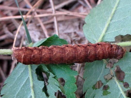 Noctua fimbriata, Bunte Bandeule