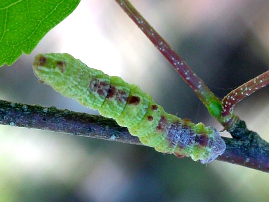 Grünes Blatt, Geometra papilionaria, Raupe