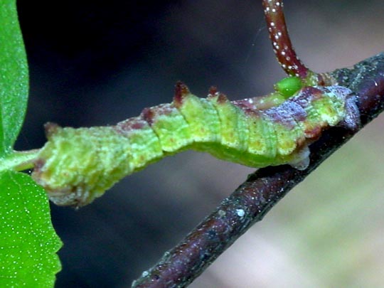 Grünes Blatt, Geometra papilionaria, Raupe