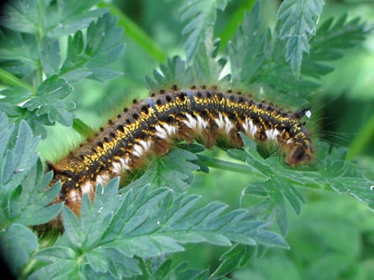 Raupe von der Grasglucke oder Trinkerin, Euthrix potatoria