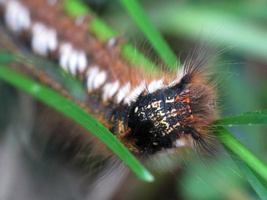 Raupe von der Grasglucke oder Trinkerin, Euthrix potatoria