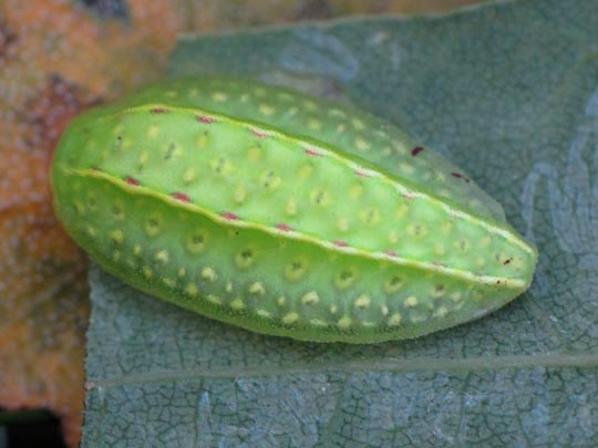 Raupe von Apoda limacodes, Großer Schneckenspinner