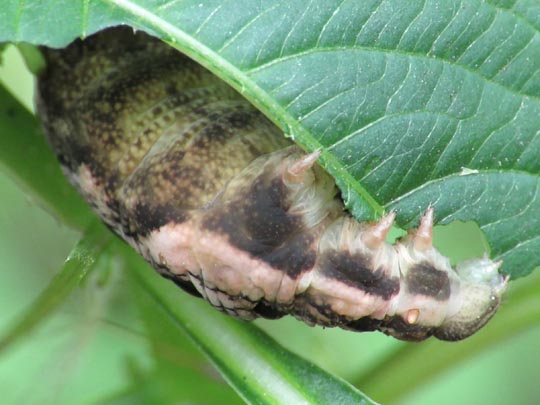 Raupen von Deilephila elpenor, Mittlerer Weinschwärmer