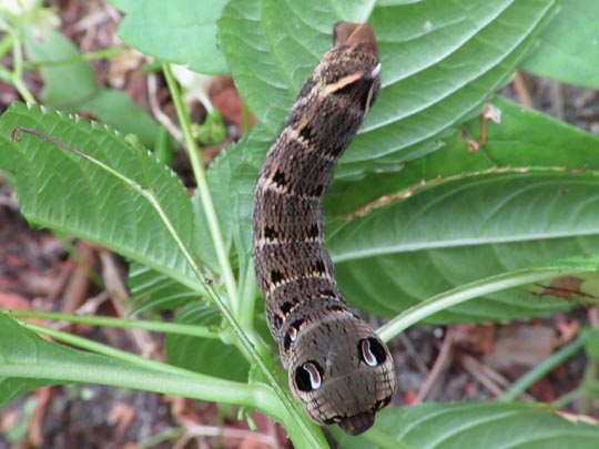 Raupen von Deilephila elpenor, Mittlerer Weinschwärmer