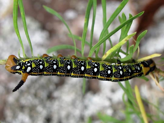 Raupen vom Hyles euphorbiae, Wolfsmilchschwärmer