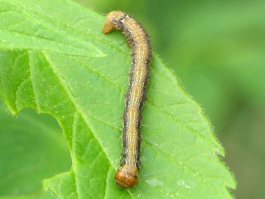 Agriopis aurantiaria, Orangegelber Breitflügelspanner, Raupe