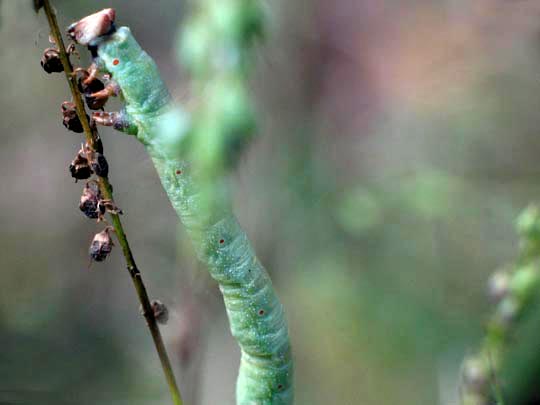 Biston betularia, Birkenspanner, Raupe