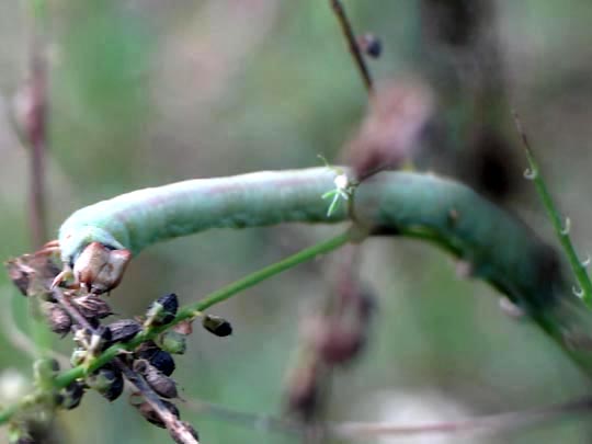 Biston betularia, Birkenspanner, Raupe