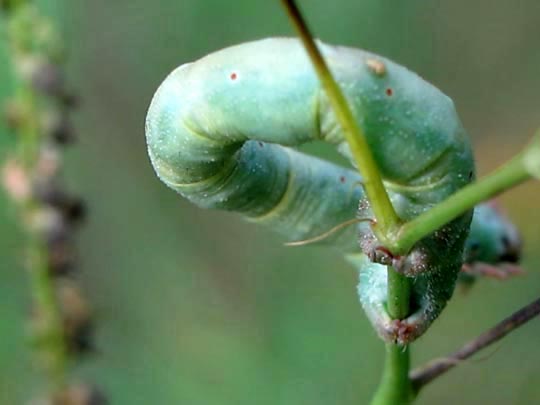 Biston betularia, Birkenspanner, Raupe