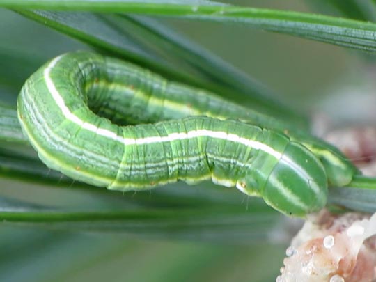 Bupalus piniaria, Kiefernspanner, Raupe