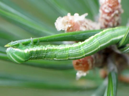 Bupalus piniaria, Kiefernspanner, Raupe