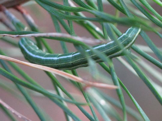 Bupalus piniaria, Kiefernspanner, Raupe