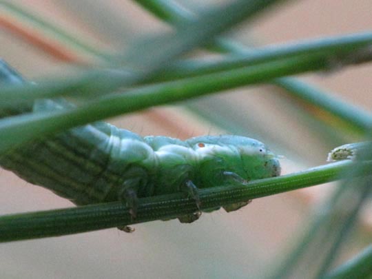 Bupalus piniaria, Kiefernspanner, Raupe