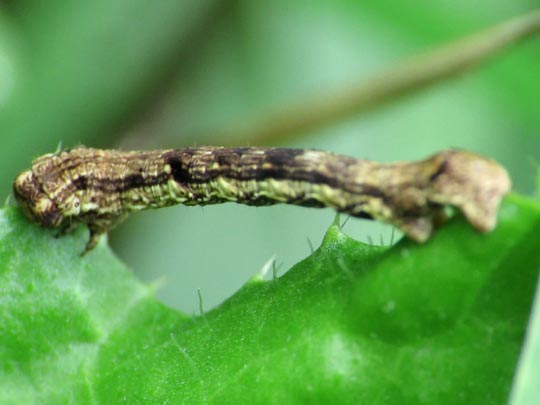 Erannis defoliaria, Großer Frostspanner