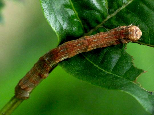 Spanner, Geometridae