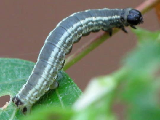 Operophtera fagata, Buchen-Frostspanner