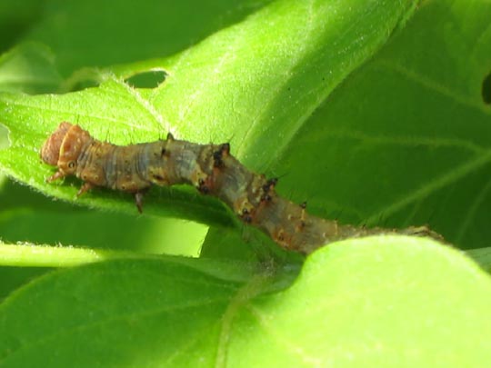 Phigalia pilosaria, Schneespanner, Raupe