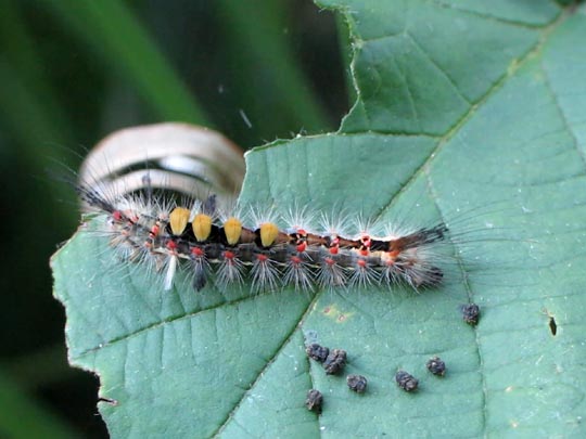Orgyia antiqua, Kleiner Bürstenspinner