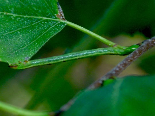 Spanner, Geometridae