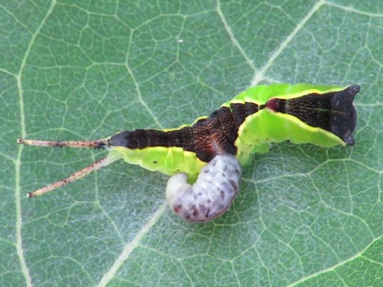 Cerura vinula, Großer Gabelschwanz