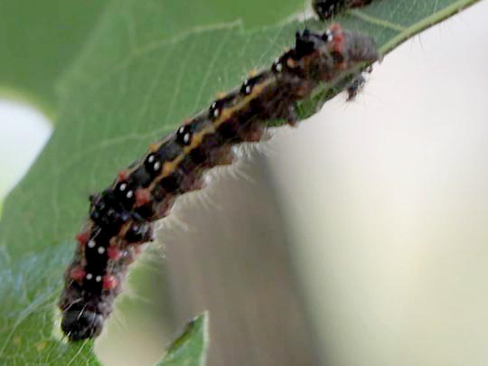 Clostera anastomosis, Rostbrauner Rauhfußspinner