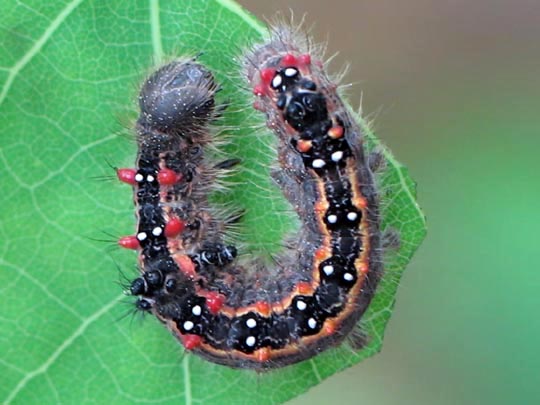 Clostera anastomosis, Rostbrauner Rauhfußspinner