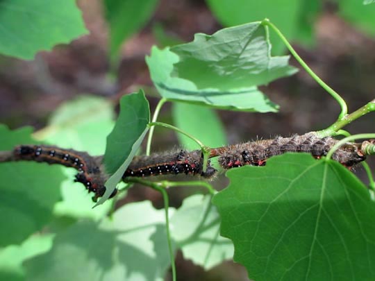 Clostera anastomosis, Rostbrauner Rauhfußspinner