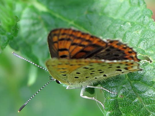 Brauner Feuerfalter, Lycaena tityrus