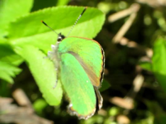 Grüner Zipfelfalter, Callophrys rubi