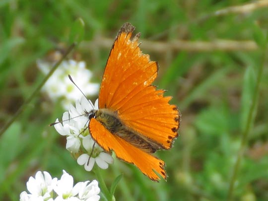 Lycaena virgaureae, Dukaten-Feuerfalter