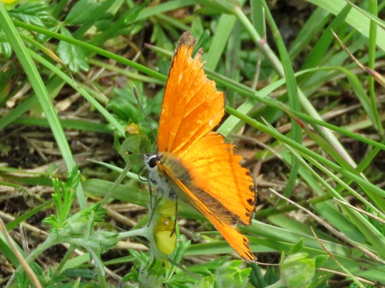 Lycaena virgaureae, Dukaten-Feuerfalter