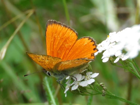 Lycaena virgaureae, Dukaten-Feuerfalter