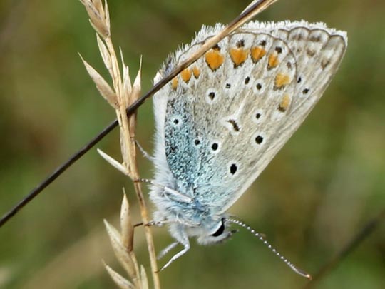 Hauhechel-Bläuling, Polyommatus icarus