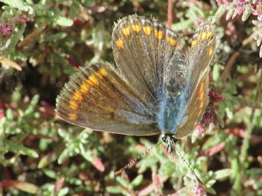 Polyommatus celina