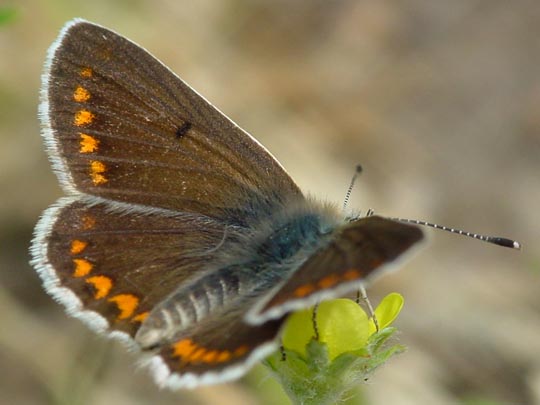 Aricia agestis, Kleiner Sonnenröschen-Bläuling