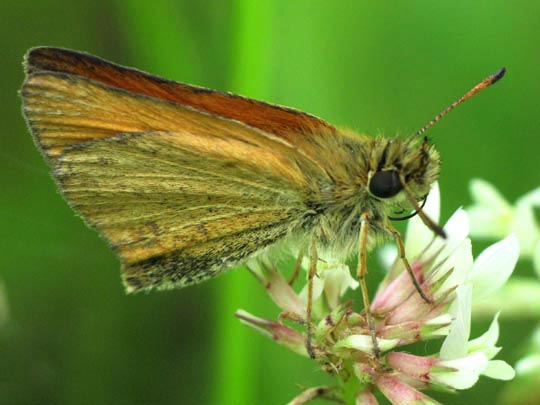 Thymelicus lineola, Schwarzkolbiger Braun-Dickkopffalter