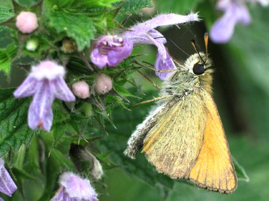 Thymelicus lineola, Schwarzkolbiger Braun-Dickkopffalter