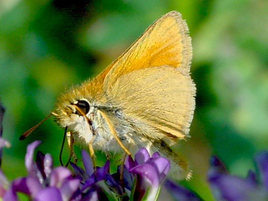 Thymelicus lineola, Schwarzkolbiger Braun-Dickkopffalter