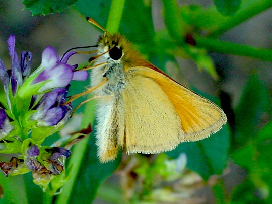 Thymelicus lineola, Schwarzkolbiger Braun-Dickkopffalter