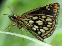 Heteropterus morpheus, Spiegelfleck-Dickkopffalter