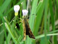 Carterocephalus palaemon, Gelbwürfeliger Dickkopffalter