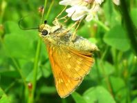 Rostfarbener Dickkopffalter, Ochlodes sylvanus